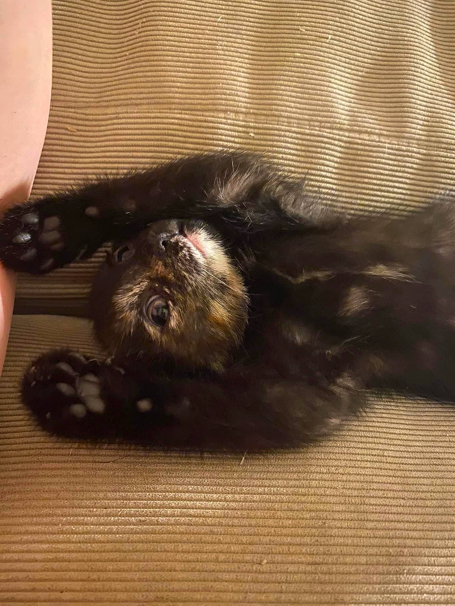 Tortie is registered to the contest to win money with this photo: carnivore, cat, claw, comfort, companion_dog, dog_breed, felidae, flooring, foot, fur, hardwood, human_leg, paw, small_to_medium_sized_cats, snout, sporting_group, tail, tints_and_shades, whiskers, wood