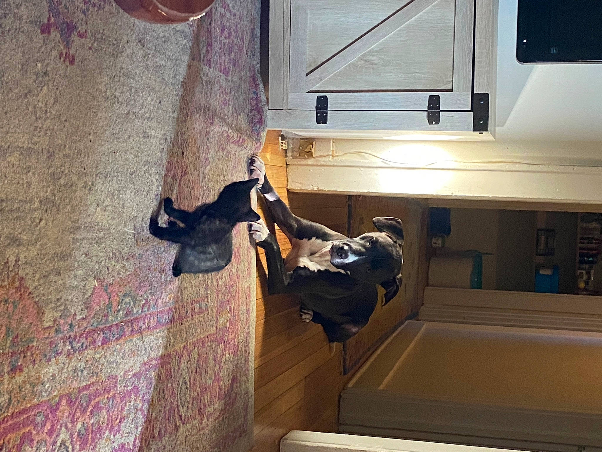 Tortie joined the competition — help win amazing prizes! cabinetry, comfort, floor, flooring, fun, hardwood, human_body, human_leg, interior_design, jeans, machine, magenta, pattern, room, shadow, sitting, stairs, tints_and_shades, wall, wood