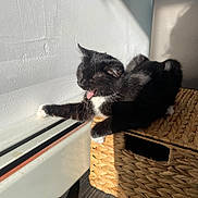 Pope is registered to the contest to win money with this photo: cat, kitten, black_cat, white_paws, tongue, yawning, sunlight, shadow, wicker_basket, window, window_sill, indoor, pet, fur, whiskers, paw, basking, cozy, tile_floor, natural_light