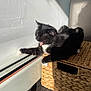 cat, kitten, black_cat, white_paws, tongue, yawning, sunlight, shadow, wicker_basket, window, window_sill, indoor, pet, fur, whiskers, paw, basking, cozy, tile_floor, natural_light