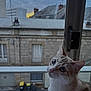 Nala a rejoint le concours — aidez-le/la à gagner de superbes lots ! animal, architecture, blue_eyes, buildings, cat, cloudy, curious, daylight, ears, face, garbage_bins, outdoor, pet, sky, street, sunset, urban, whiskers, window, windowsill