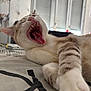 Nala participe au concours pour gagner de l'argent avec cette photo : animal, bed, blanket, blinds, cat, close_up, cute, domestic, feline, fur, indoor, paw, pet, relaxed, resting, teeth, tongue, whiskers, window, yawning