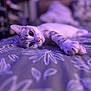 abyssinian, animal, bed, bedroom, blanket, cat, couch, furniture, indoors, kitten, manx, pet, purple, room, siamese