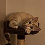 abyssinian, angora, animal, archaeology, cat, egyptiancat, furniture, hardwood, kitten, manx, pet, plywood, siamese, wood