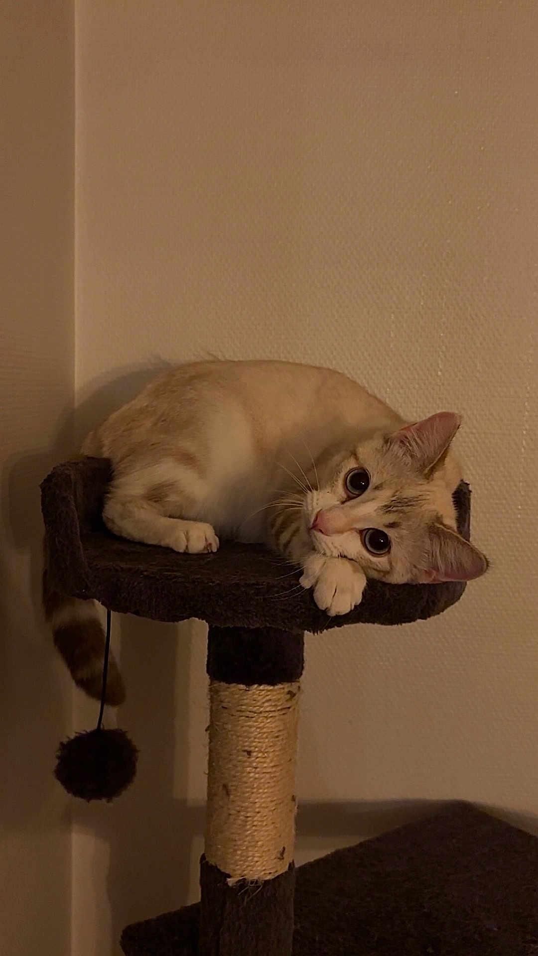 Nala