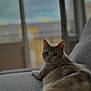 animal, blurred_background, cat, couch, cozy, curious, domestic_cat, ears, fur, furniture, gray, indoor, laying, looking, mammal, pet, relaxed, soft_light, whiskers, window