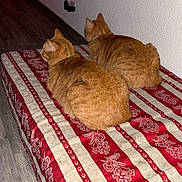 Minou a rejoint le concours — aidez-le/la à gagner de superbes lots ! cat, cats, ginger_cat, pets, indoor, cushion, patterned_cushion, red, cream, striped, wooden_floor, wall, window, collar, two_animals, feline, resting, side_view, domestic_animal, quiet