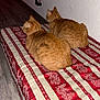 cat, cats, ginger_cat, pets, indoor, cushion, patterned_cushion, red, cream, striped, wooden_floor, wall, window, collar, two_animals, feline, resting, side_view, domestic_animal, quiet