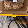 cat, kitten, orange_tabby, cardboard_box, sleeping, cozy, indoor, pet, cute, feline, resting, domestic_animal, young_cat, collar, glass_table, cable, curtain, home, relaxed, animal