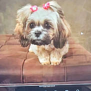 Fancy is registered to the contest to win money with this photo: dog, puppy, cute, fluffy, bow, pink, ears, cushion, brown, pet, animal, indoor, portrait, small_dog, fur, face, looking, sitting, adorable, companion