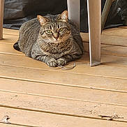 Mimi is registered to the contest to win money with this photo: alert, animal, cat, chair, cord, furniture, green_eyes, home, indoors, loafing, paws, pet, photography, portrait, sitting, striped_fur, tabby_cat, tail, whiskers, wooden_floor