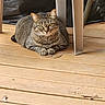 alert, animal, cat, chair, cord, furniture, green_eyes, home, indoors, loafing, paws, pet, photography, portrait, sitting, striped_fur, tabby_cat, tail, whiskers, wooden_floor
