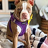 Violet is registered to the contest to win money with this photo: dog, puppy, pet, purple_harness, yellow_bow_tie, blanket, indoor, brown_and_white_fur, sitting, close_up, cute, domestic_animal, canine, ears_up, alert, fur_texture, collar, household, resting, portrait