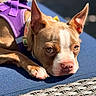 Violet is registered to the contest to win money with this photo: dog, brown_dog, white_markings, purple_harness, close_up, lying_down, blue_cushion, wicker, sunlight, pet, canine, outdoor, relaxed, portrait, paw, ears, nose, face, animal, resting
