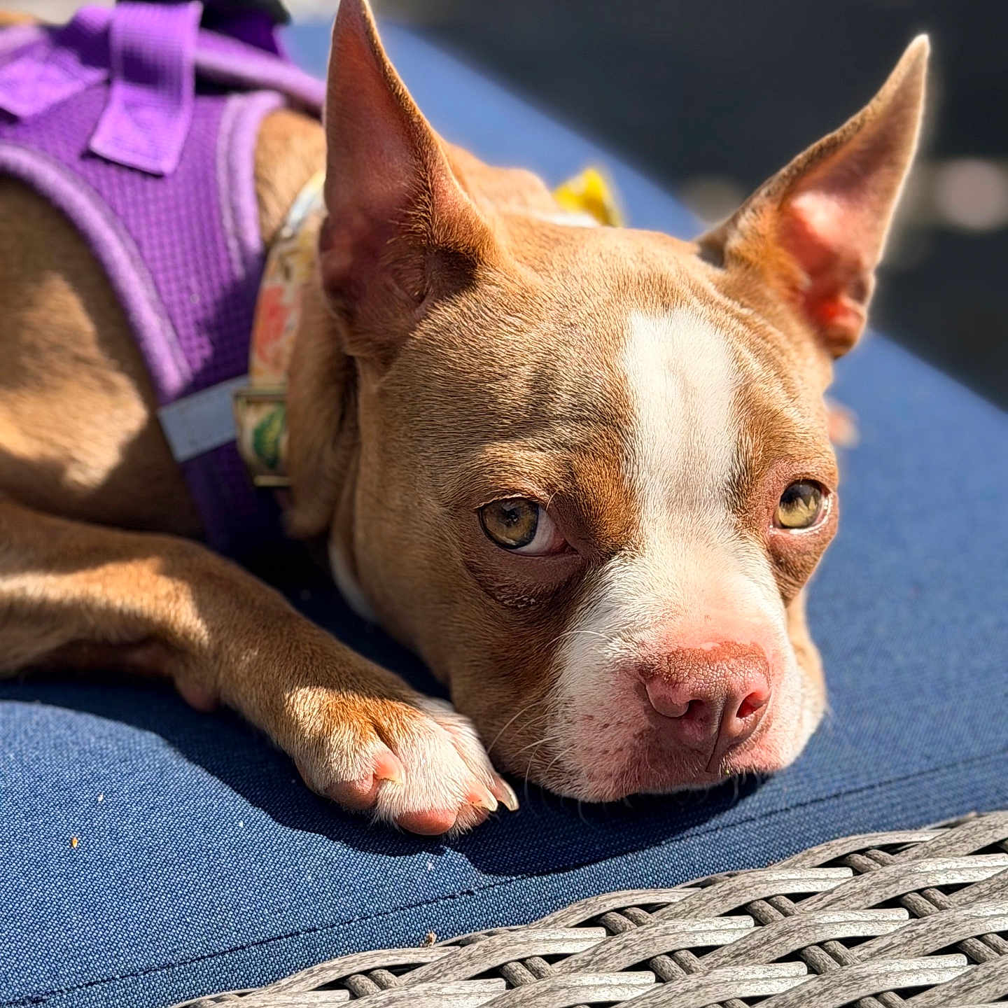 Violet is registered to the contest to win money with this photo: dog, brown_dog, white_markings, purple_harness, close_up, lying_down, blue_cushion, wicker, sunlight, pet, canine, outdoor, relaxed, portrait, paw, ears, nose, face, animal, resting