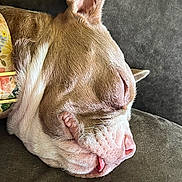 Violet is registered to the contest to win money with this photo: dog, sleeping, close_up, tongue_out, resting, cozy, fur, pet, animal, cute, relaxed, canine, portrait, indoor, soft_surface, pillow, ear, snout, pink_nose, peaceful