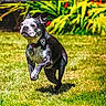 dog, boston_terrier, running, grass, outdoor, pet, collar, bow_tie, greenery, sunlight, playful, animal, mammal, ears, fur, nature, daylight, motion, cute, active
