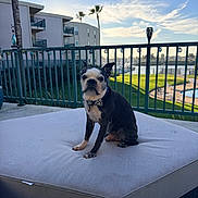 Doozer is registered to the contest to win money with this photo: dog, boston_terrier, bow_tie, pet, outdoor, lounge_chair, cushion, railing, grass, pool, marina, boats, sky, clouds, sunlight, residential_building, balcony, fence, pet_accessory, summer