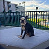 dog, boston_terrier, bow_tie, pet, outdoor, lounge_chair, cushion, railing, grass, pool, marina, boats, sky, clouds, sunlight, residential_building, balcony, fence, pet_accessory, summer