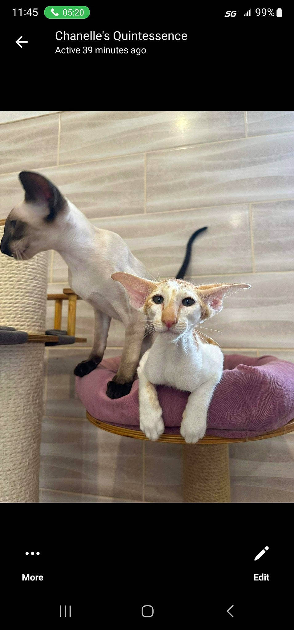 Oriental Company joined the competition — help win amazing prizes! art, canidae, carnivore, cat, companion_dog, dog_breed, fawn, felidae, fur, paw, pet_supply, sculpture, small_to_medium_sized_cats, snout, tail, terrestrial_animal, toy, whiskers, wood, working_animal