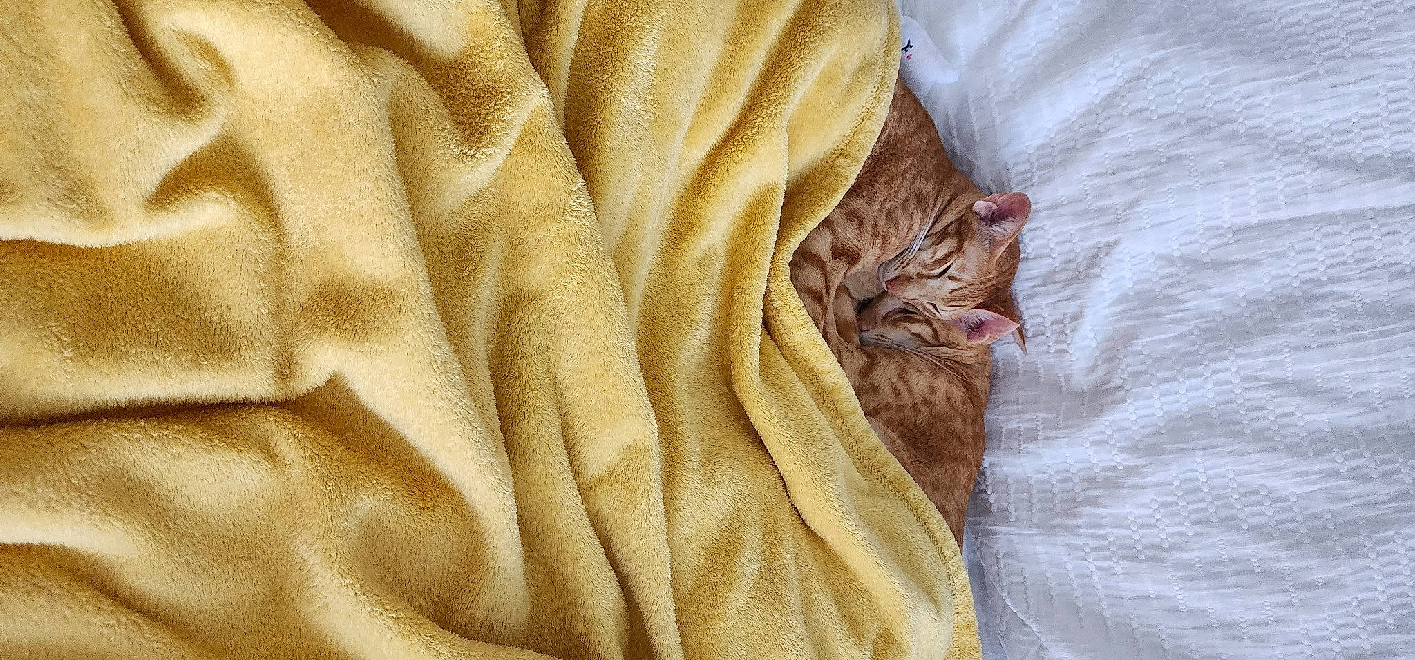 Oriental Company joined the competition — help win amazing prizes! bedding, carnivore, cat, close_up, comfort, domestic_short_haired_cat, duvet, felidae, fur, hardwood, human_leg, linens, liver, pattern, peach, sleeve, small_to_medium_sized_cats, textile, whiskers, wood