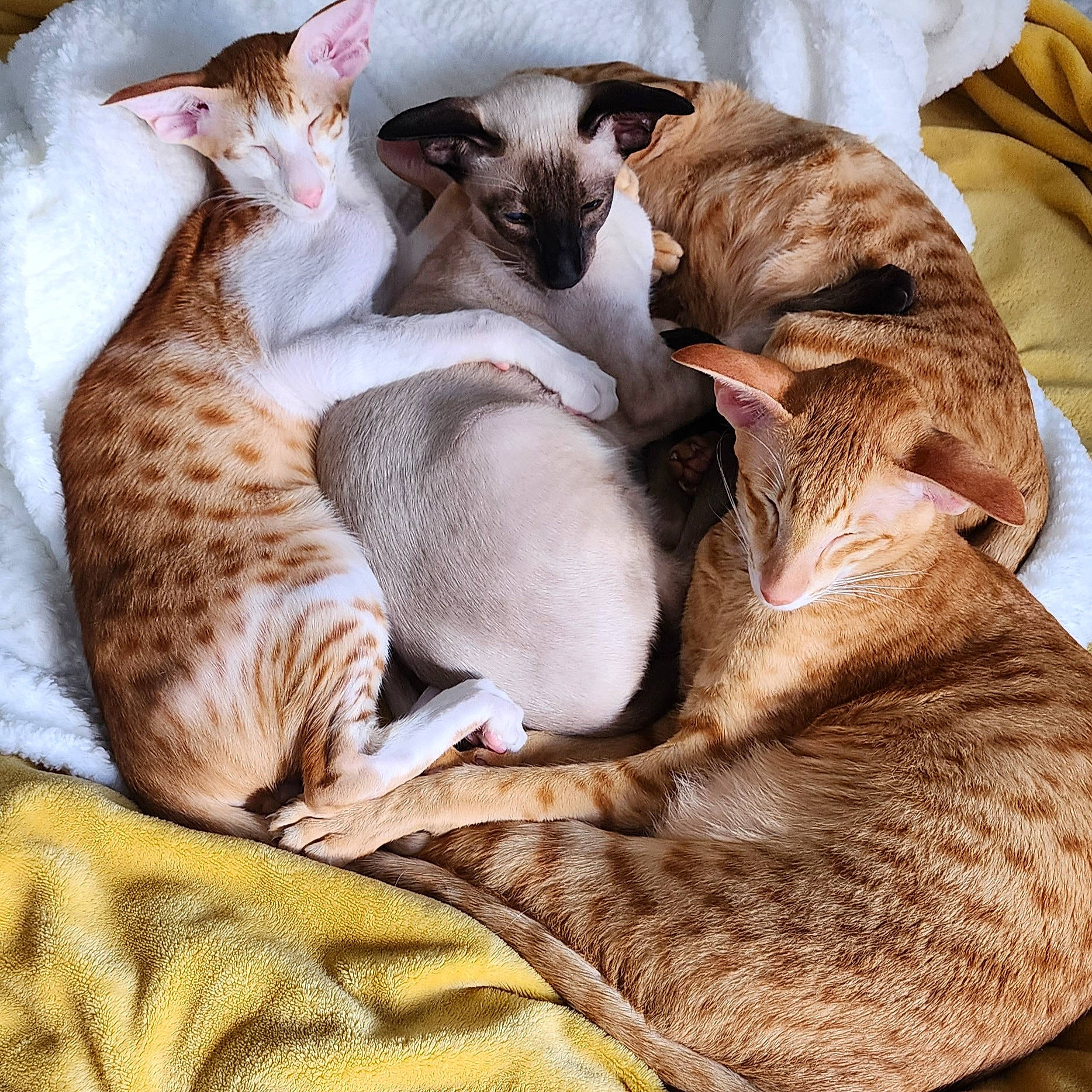 Oriental Company is registered to the contest to win money with this photo: carnivore, cat, cat_bed, cat_supply, claw, comfort, domestic_short_haired_cat, fawn, felidae, fur, grey, linens, mammal, nap, paw, sleep, small_to_medium_sized_cats, tail, vertebrate, whiskers