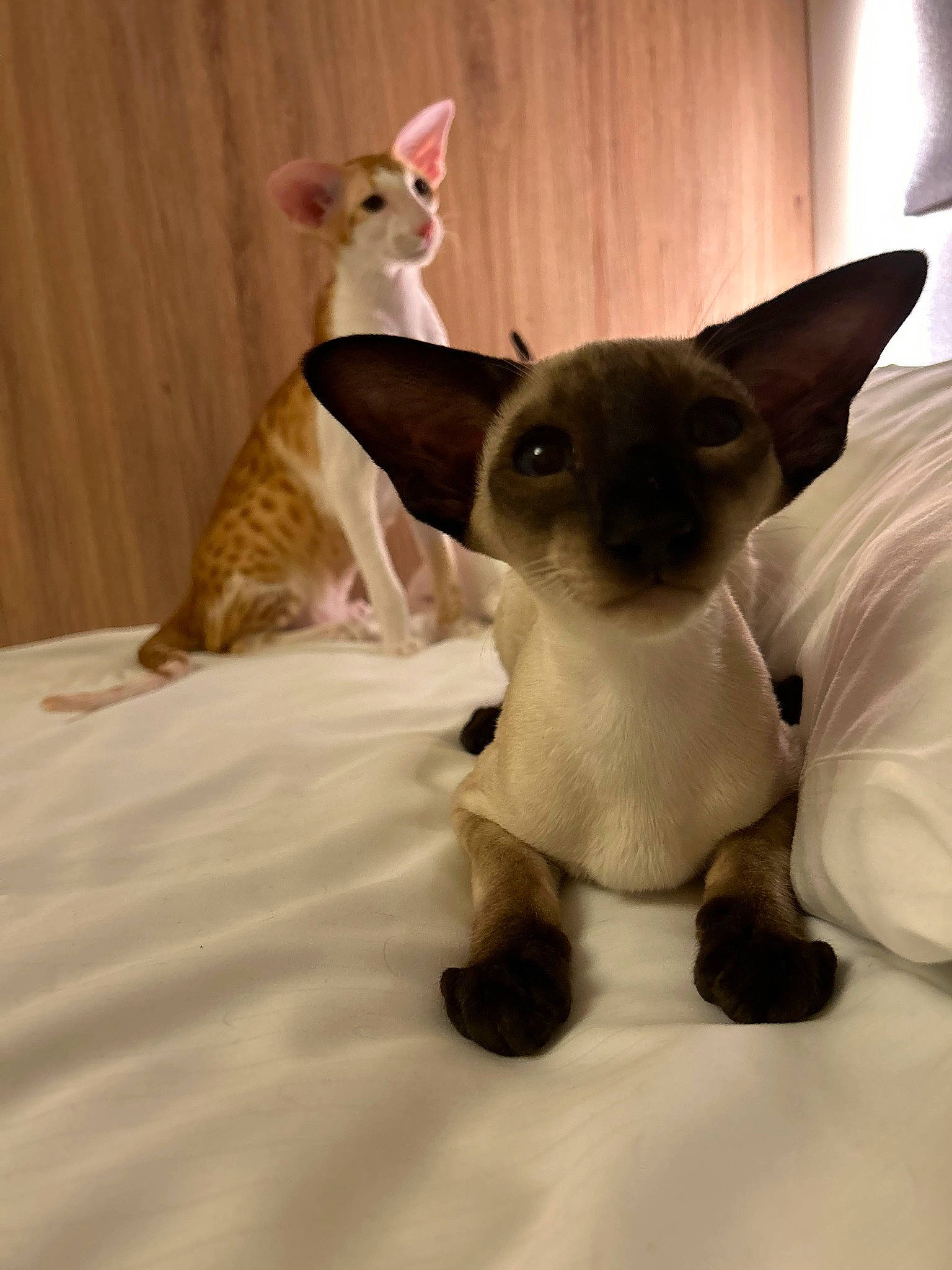 Oriental Company joined the competition — help win amazing prizes! canidae, carnivore, cat, comfort, companion_dog, dog, dog_breed, ear, fawn, felidae, fur, pet_supply, siamese, small_to_medium_sized_cats, snout, tail, terrestrial_animal, toy_dog, whiskers, working_animal