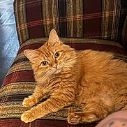 Peaches joined the competition — help win amazing prizes! animal, armchair, cat, closeup, cozy, curious, cute, domestic_cat, fluffy, fur, furniture, ginger_cat, home, indoor, looking, paws, pet, relaxed, resting, whiskers