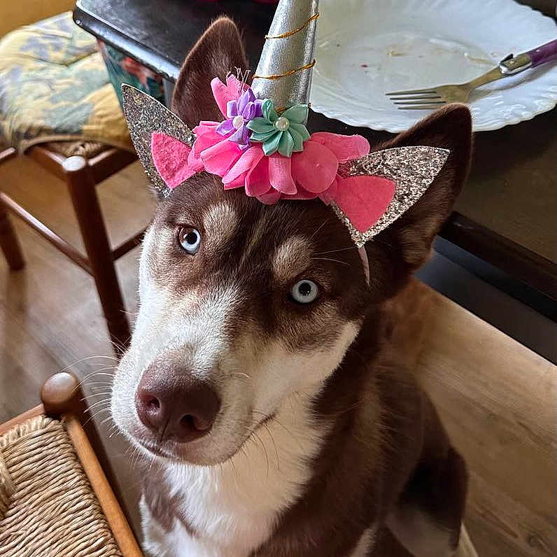 Brownie participe au concours pour gagner de l'argent avec cette photo : animal, birthdaycake, cake, canine, clothing, cream, cutlery, dessert, dog, fork, furniture, hat, husky, partyhat, people, person, pet, puppy, table, tabletop