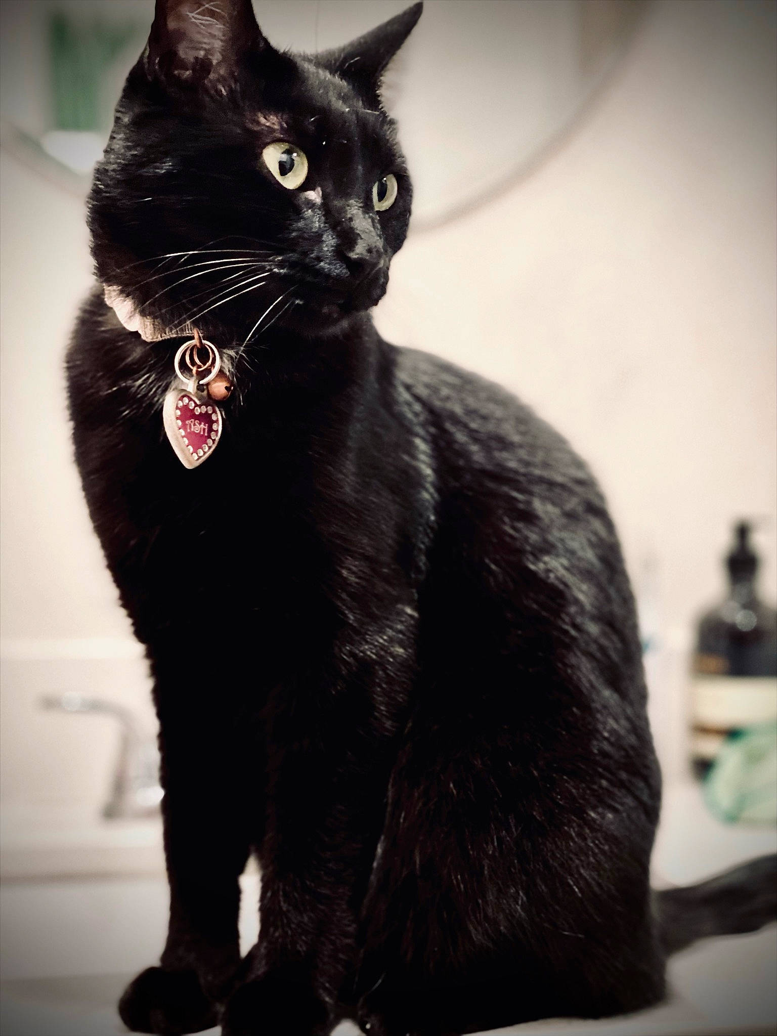 Aishwariya joined the competition — help win amazing prizes! black_cat, bombay, carnivore, cat, claw, collar, domestic_short_haired_cat, felidae, fur, grey, havana_brown, monochrome_photography, paw, pet_supply, small_to_medium_sized_cats, snout, tail, terrestrial_animal, whiskers, window