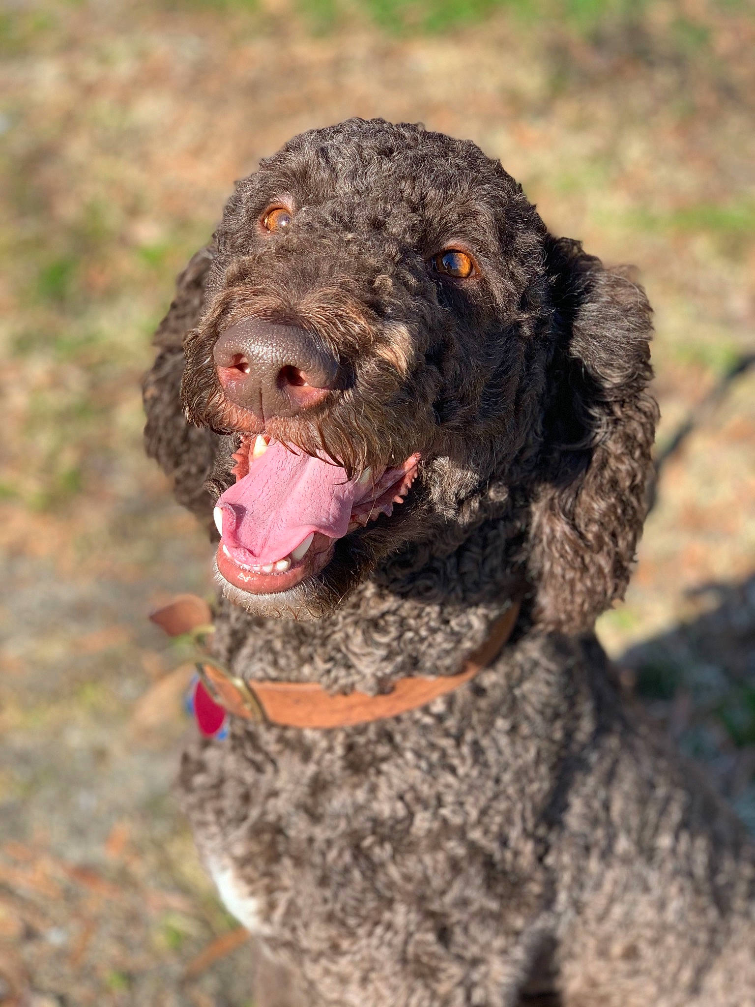 Beaux joined the competition — help win amazing prizes! canidae, carnivore, collar, companion_dog, dog, dog_breed, fur, grass, hunting_dog, liver, non_sporting_group, soil, spaniel, sporting_group, tail, terrestrial_animal, terrier, water_dog, working_animal, working_dog