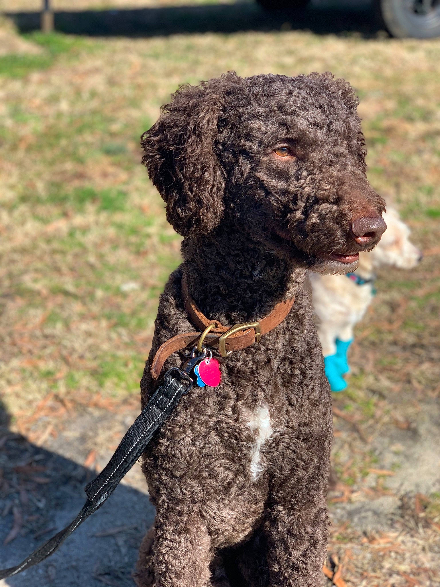 Beaux joined the competition — help win amazing prizes! canidae, carnivore, collar, companion_dog, dog, dog_breed, dog_collar, fur, leash, pet_supply, poodle, poodle_crossbreed, snout, soil, sporting_group, terrier, toy_dog, water_dog, wheel, working_animal