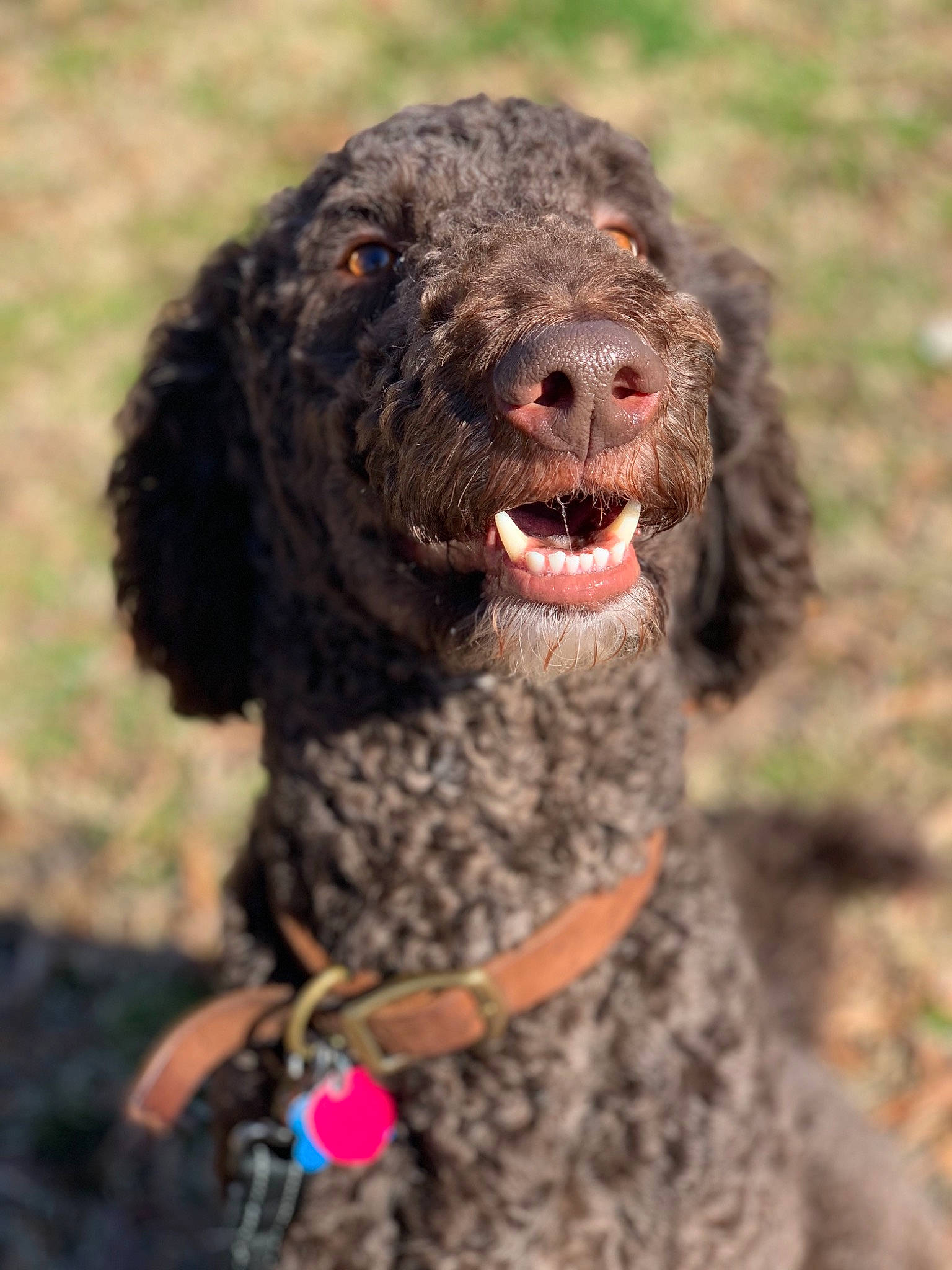 Beaux is registered to the contest to win money with this photo: biting, canidae, carnivore, companion_dog, dog, dog_breed, fur, gun_dog, hunting_dog, liver, non_sporting_group, poodle, poodle_crossbreed, snout, soil, sporting_group, terrestrial_animal, terrier, water_dog, working_animal