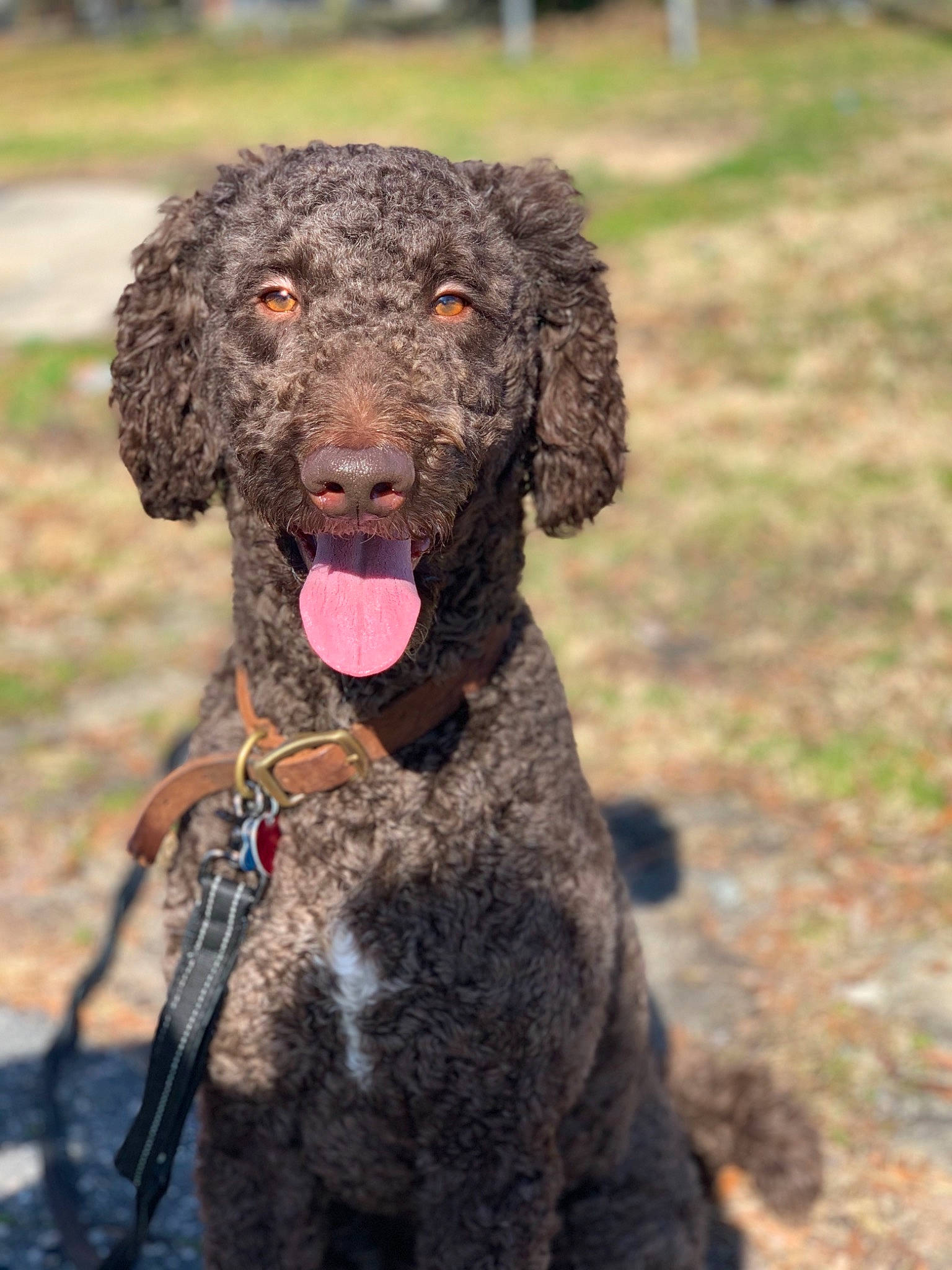 Beaux is registered to the contest to win money with this photo: canidae, carnivore, collar, companion_dog, dog, dog_breed, dog_collar, fur, hunting_dog, liver, non_sporting_group, poodle, snout, sporting_group, terrestrial_animal, water_dog, working_animal, working_dog