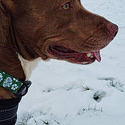Blueberry a rejoint le concours — aidez-le/la à gagner de superbes lots ! dog, brown_dog, snow, winter, outdoor, field, collar, animal, pet, canine, landscape, nature, grass, tree, sky, hills, profile, looking, daytime, cold