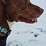 dog, brown_dog, snow, winter, outdoor, field, collar, animal, pet, canine, landscape, nature, grass, tree, sky, hills, profile, looking, daytime, cold