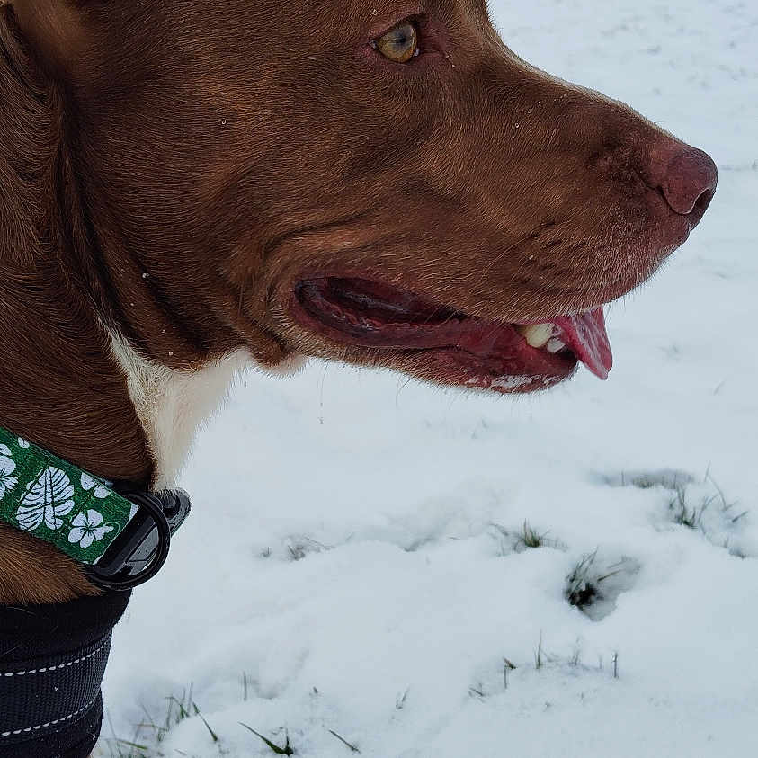 Blueberry a rejoint le concours — aidez-le/la à gagner de superbes lots ! dog, brown_dog, snow, winter, outdoor, field, collar, animal, pet, canine, landscape, nature, grass, tree, sky, hills, profile, looking, daytime, cold