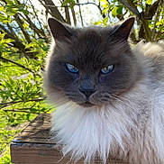 Blu is registered to the contest to win money with this photo: cat, fluffy, blue_eyes, outdoor, green_leaves, wood, sunlight, nature, pet, portrait, feline, close_up, animal, relaxed, tree_branch, daylight, whiskers, fur, resting, calm
