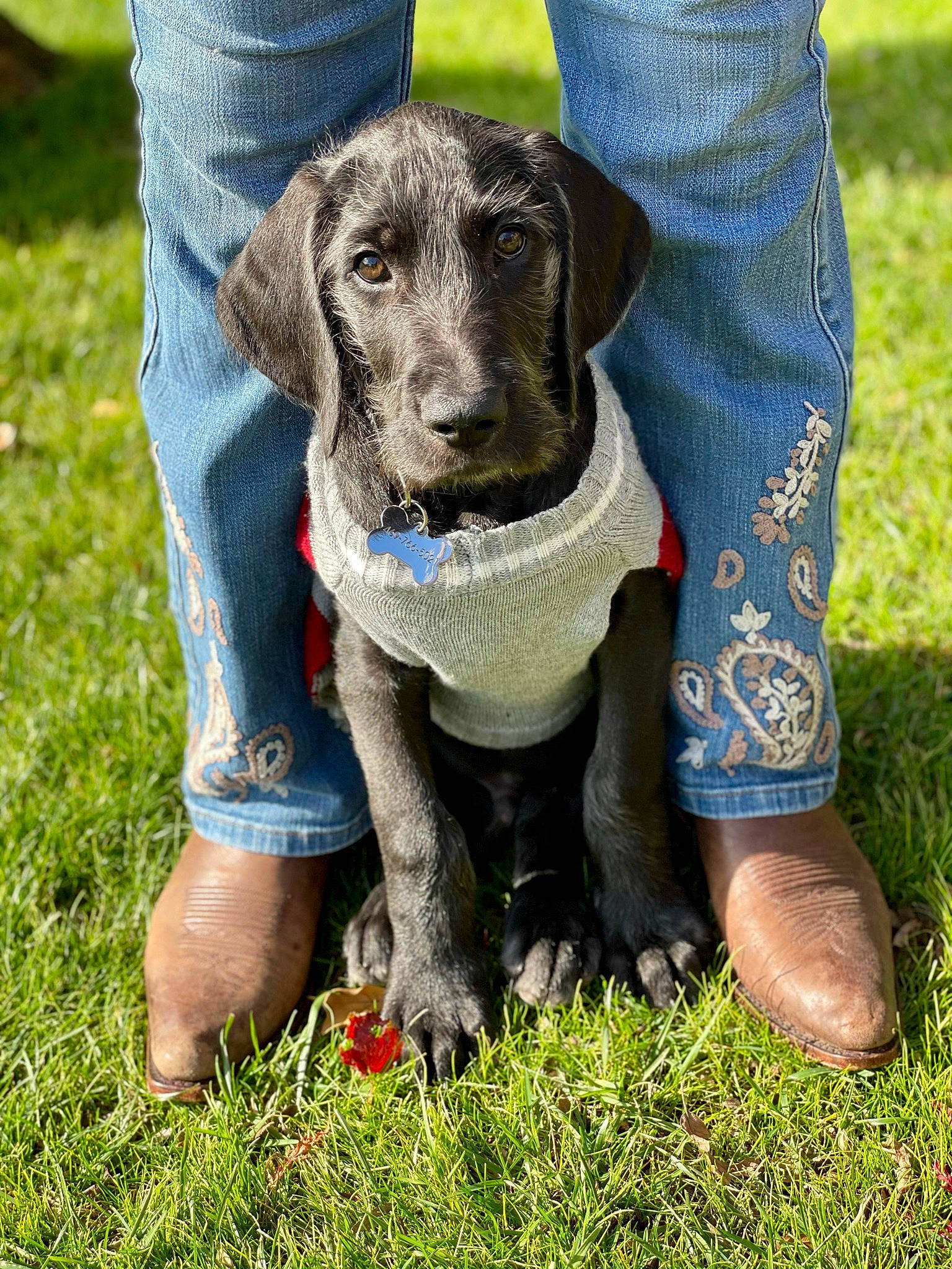 Abel is registered to the contest to win money with this photo: canidae, carnivore, companion_dog, denim, dog, dog_breed, electric_blue, fawn, foot, grass, human_leg, lawn, leg, people_in_nature, personal_protective_equipment, plant, shoe, snout, sporting_group, working_animal
