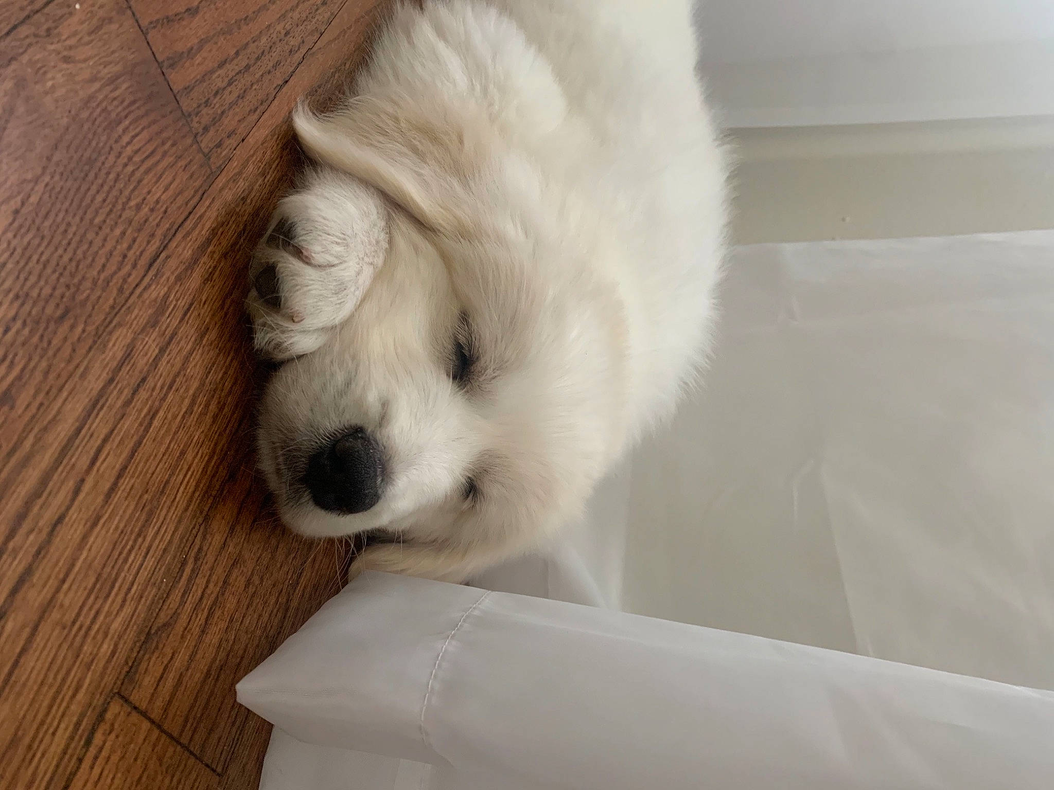 Axel is registered to the contest to win money with this photo: canidae, carnivore, companion_dog, dog, dog_breed, great_pyrenees, livestock_guardian_dog, maremma_sheepdog, puppy, samoyed, slovak_cuvac, sporting_group