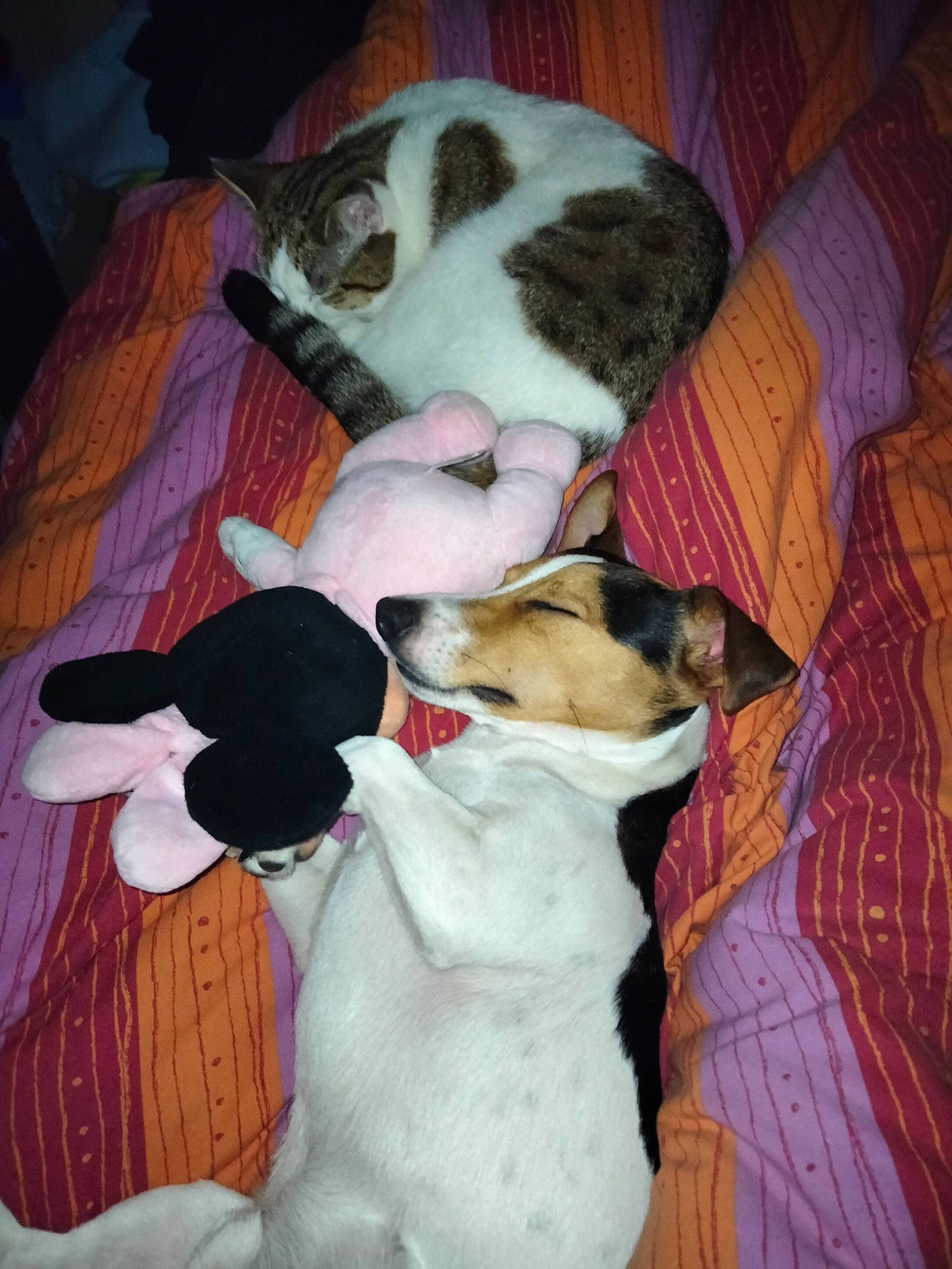 Oxbow Et Midas participe au concours pour gagner de l'argent avec cette photo : carnivore, cat, collar, comfort, companion_dog, dog, dog_breed, domestic_short_haired_cat, fawn, felidae, fur, linens, mammal, paw, small_to_medium_sized_cats, snout, sporting_group, tail, whiskers, working_animal