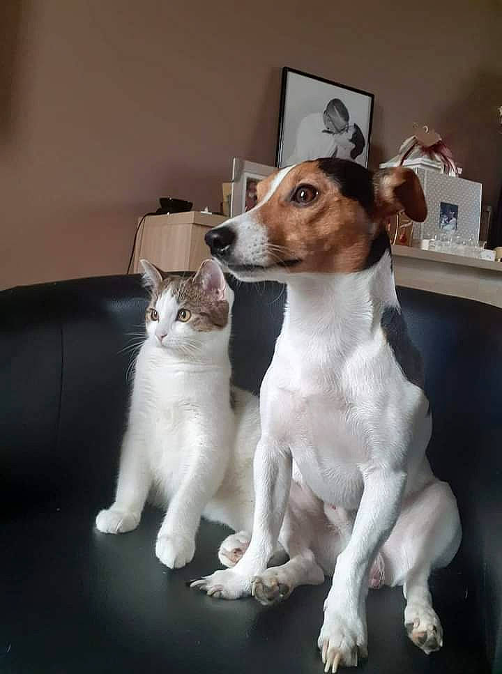 Oxbow Et Midas participe au concours pour gagner de l'argent avec cette photo : ancient_dog_breeds, canidae, carnivore, cat, collar, companion_dog, dog, dog_breed, domestic_short_haired_cat, fawn, felidae, fur, paw, picture_frame, small_to_medium_sized_cats, snout, tail, terrier, whiskers, working_animal