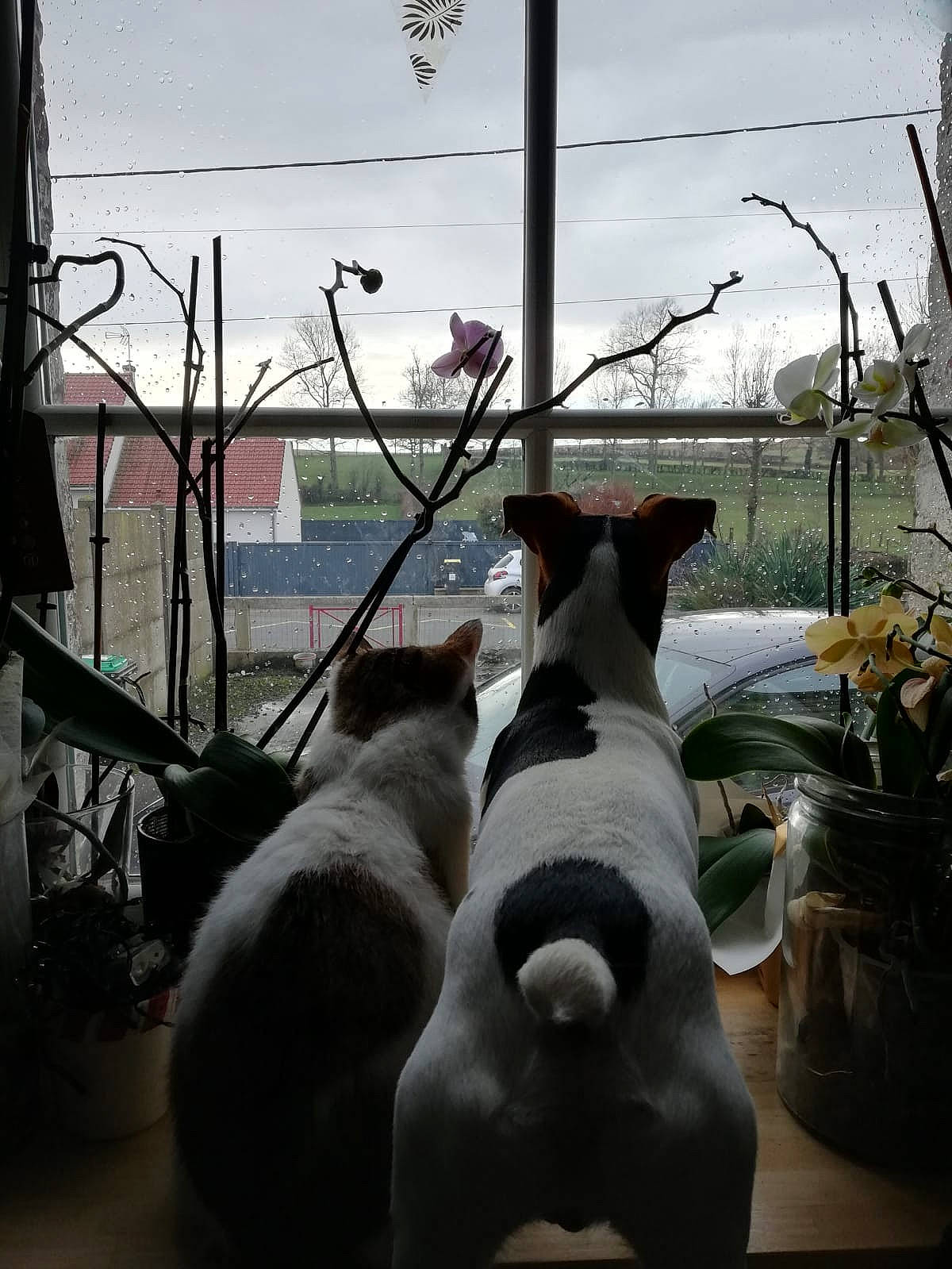 Oxbow Et Midas a rejoint le concours — aidez-le/la à gagner de superbes lots ! art, carnivore, cloud, companion_dog, dog, dog_breed, fawn, felidae, flowerpot, houseplant, plant, sky, small_to_medium_sized_cats, snout, sporting_group, tail, twig, whiskers, window, working_animal