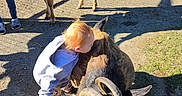 Oliver joined the competition — help win amazing prizes! toddler, child, goat, farm, petting_zoo, animals, sheep, chicken, cow, outdoor, sunlight, grass, dirt, fence, animal_contact, hugging, red_hair, hoodie, shoes, rural