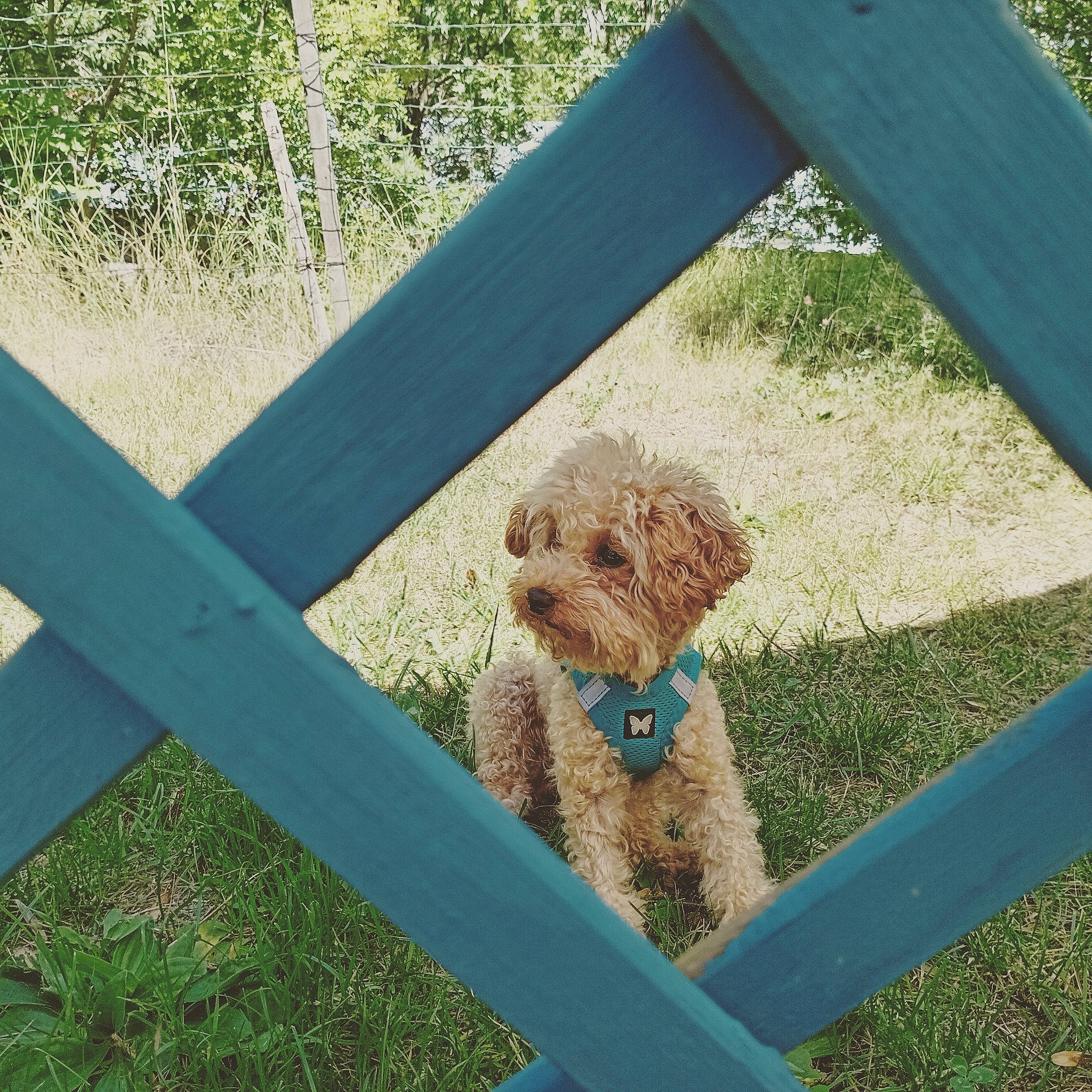 Poupy participe au concours pour gagner de l'argent avec cette photo : canidae, carnivore, chair, companion_dog, dog, dog_breed, fawn, grass, labradoodle, outdoor_furniture, plant, poodle, rectangle, shade, sporting_group, terrier, toy, toy_dog, water_dog, wood