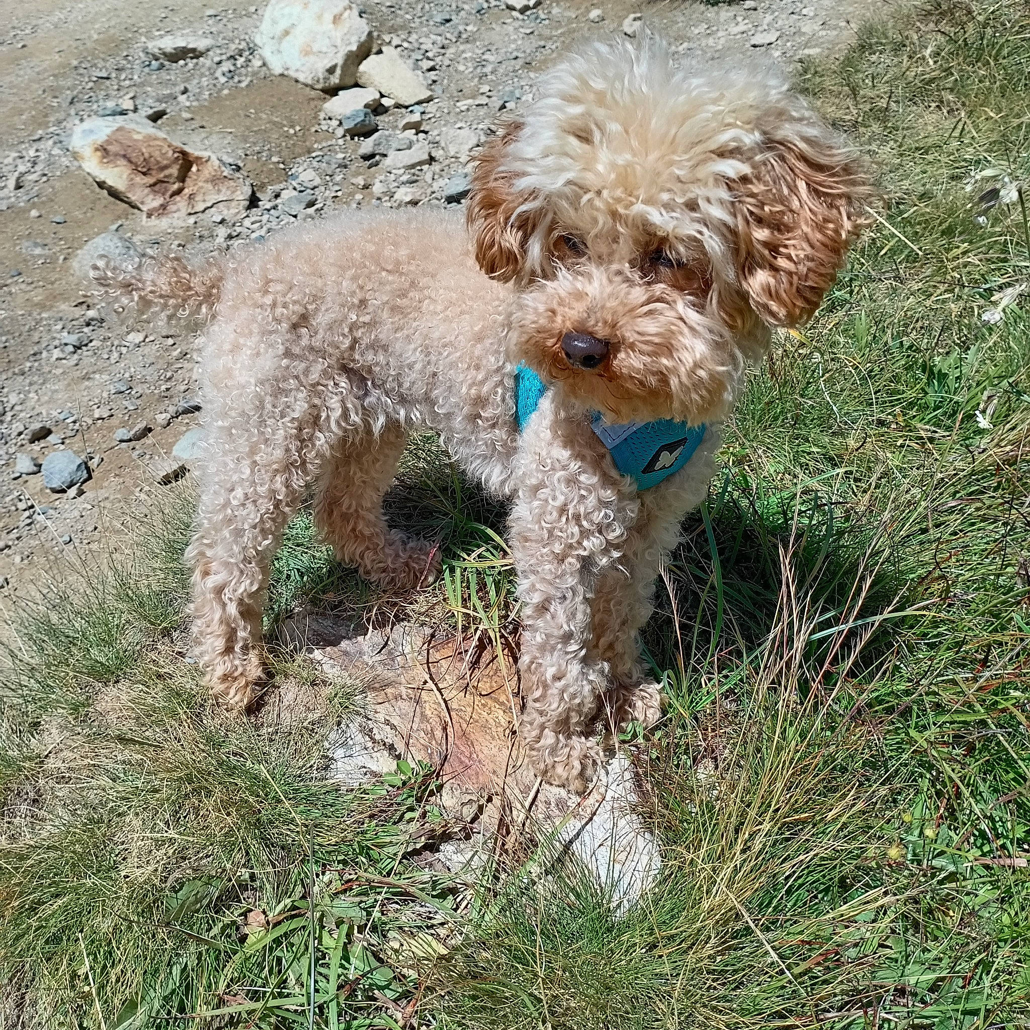 Poupy a rejoint le concours — aidez-le/la à gagner de superbes lots ! canidae, carnivore, cockapoo, companion_dog, dog, dog_breed, dog_collar, dog_supply, grass, maltepoo, non_sporting_group, plant, poodle, small_terrier, soil, sporting_group, terrier, toy_dog, water_dog