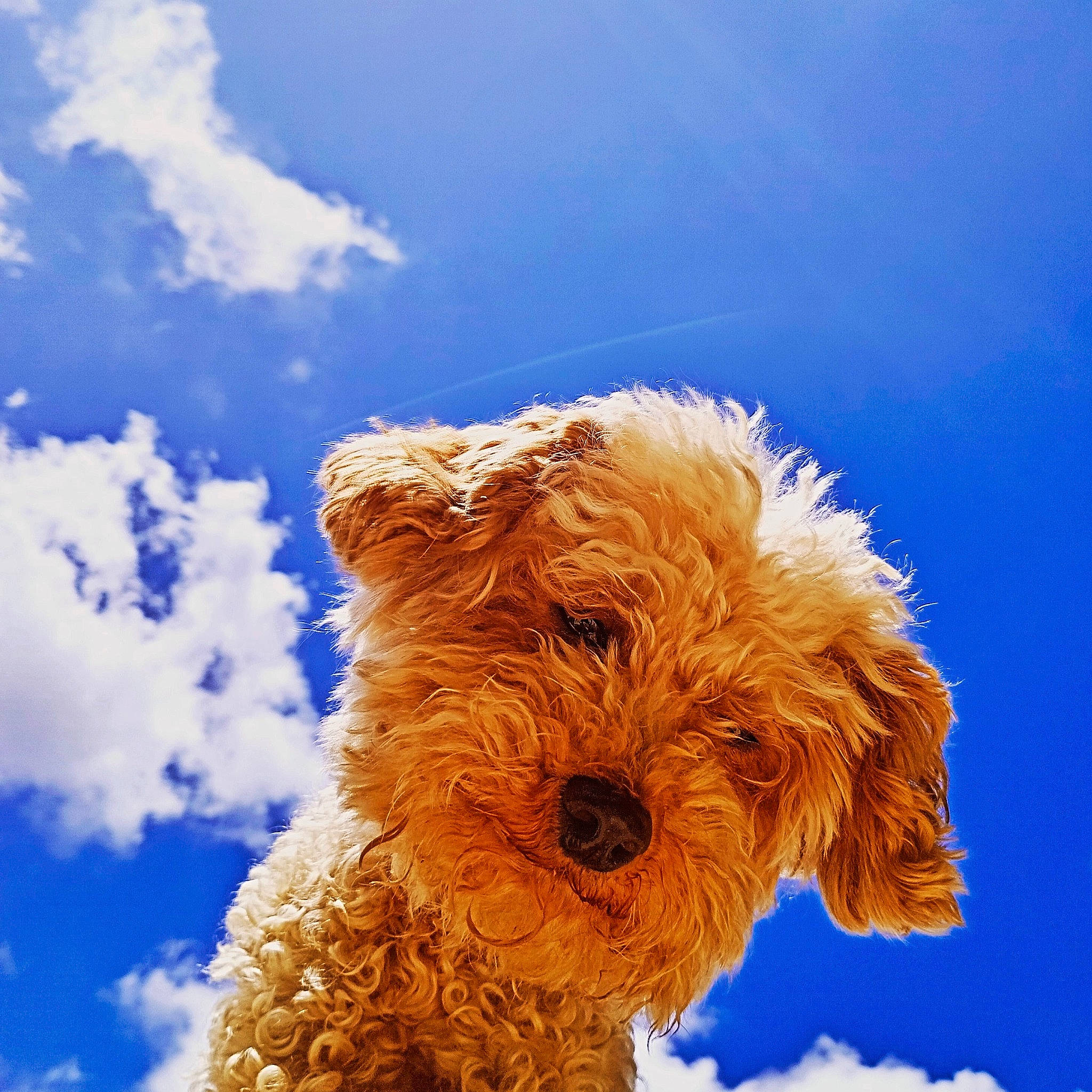 Poupy participe au concours pour gagner de l'argent avec cette photo : canidae, carnivore, cloud, companion_dog, cumulus, dog, dog_breed, electric_blue, fawn, non_sporting_group, pet_supply, poodle, sky, small_terrier, snout, sporting_group, terrier, toy_dog, water_dog, working_animal