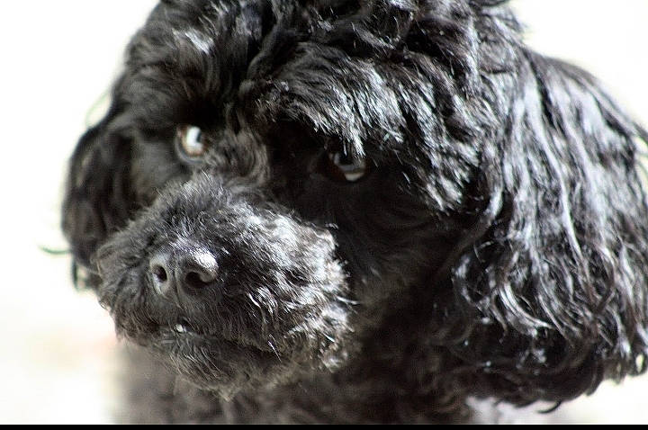 Angie participe au concours pour gagner de l'argent avec cette photo : canidae, carnivore, companion_dog, dog, dog_breed, dog_collar, fur, labradoodle, liver, maltepoo, non_sporting_group, poodle, poodle_crossbreed, snout, sporting_group, terrestrial_animal, terrier, toy_dog, water_dog, working_animal