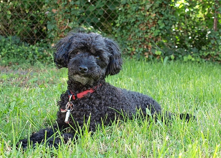 Angie a rejoint le concours — aidez-le/la à gagner de superbes lots ! canidae, carnivore, collar, companion_dog, dog, dog_breed, dog_collar, fur, grass, groundcover, liver, plant, poodle, snout, sporting_group, terrestrial_animal, terrier, toy_dog, water_dog, working_animal