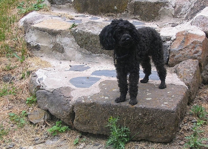 Angie participe au concours pour gagner de l'argent avec cette photo : ancient_history, bedrock, canidae, carnivore, companion_dog, dog, dog_breed, grass, groundcover, hunting_dog, plant, rock, soil, sporting_group, terrestrial_animal, terrier, water_dog, working_animal